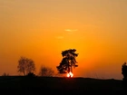 Zachód, Słońca, Drzewa