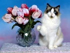 Piękny, Kot, Wazon, Kwiaty