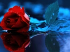 Róża, Niebieskie, Tło