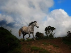 Koń, Siwek, Chmury, Pagórek