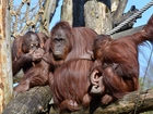 Drzewo, Rodzinka, Orangutanów
