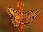 Motyl, Gałązki