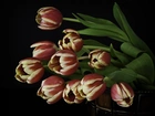 Ceberek, Tulipany