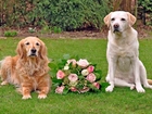 Dwa, Psy, Bukiet, Róż