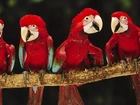 Cztery, Papugi, Drzewo