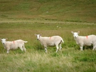 Szkocja, Łąka, Wypas, Owce