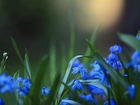 Niebieskie, Kwiaty, Cebulicy