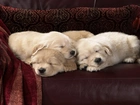 Śpiące, Labradory