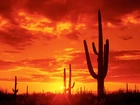Zachód, Słońca, Kaktusy