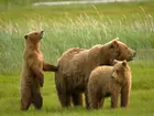 Niedźwiedzie, Grizzly, Rodzinka