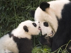 Miś, Panda, Młode