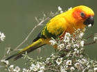 Żółta, Papuga, Kwitnący, Krzew