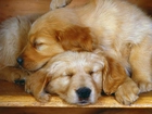 Dwa, Śpiące, Psy, Labrador Retriever