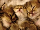 Trzy, Małe, Śpiące, Kotki