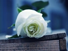 Piękna, Biała, Róża