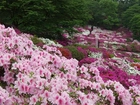 Ogrody, Park, Kwiaty, Azalie, Fukushima