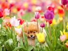 Pies, Kwiaty, Tulipany