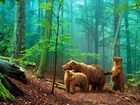 Las, Drzewa, Droga, Niedźwiedzie