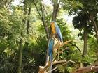 Dwie, Papugi, Ary, Drzewa