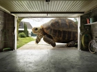 Żółw, Gigant, Garaż