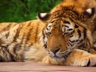 Tygrys, Odpoczynek, Zieleń