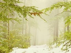 Droga, Drzewa, Śnieg, Mgła