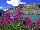 Góry, Jezioro, Różowe, Kwiaty, Kanada
