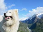 Biały, Pies, Góry, Niebo