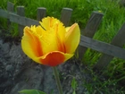 Piękny, Żółty, Tulipan
