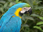 Papuga, Ara, Niebieska