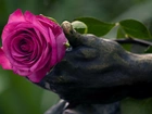 Różowa, Róża, Dłoń, Posąg