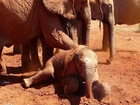 Słonie, Słoniątko
