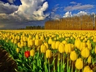 Pola, Żółtych, Tulipanów
