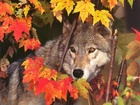 Wilk, Jesień, Liście