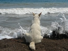 Pies, Morze, Tęsknota