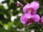 Orchidea, Storczyk, Fioletowy