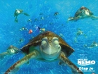 żółwie, morskie, Gdzie Jest Nemo