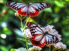 Dwa, Motyle, Kwiat