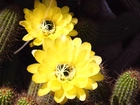 Kaktus, Kwiaty