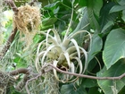 Bromeliad Epifit