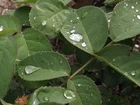 Liście, Krople, Deszczu