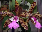 Kwiat, Orchidea