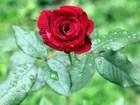 Piękna, Czerwona, Róża, Listki