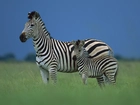 Zebra, Małe, Trawa, Paski