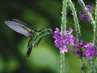 Koliber, Ptak, Skrzydła, Kwiaty