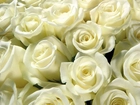 Białe, Róże