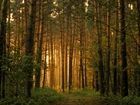 Las, Drzewa, Leśna, Droga, Przebijające Światło