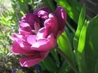 Różowy, Pełny, Tulipan, Liście