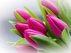 Różowe, Tulipany, Pęk, Kwiatów