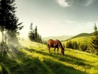 Koń, Góry, Łąka